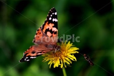 나비, 벌, 꽃, 곤충, 접사, 사진,이미지,일러스트,캘리그라피 - 하늘정원작가 크라우드픽 - 저작권 걱정 없는 상업용 이미지