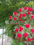 장미, 옥외, outdoors, 꽃, flower, 사진,이미지,일러스트,캘리그라피 - kolang7237작가 크라우드픽 - 저작권 걱정 없는 상업용 이미지