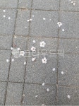 벚꽃, 아스팔트, 바닥, 벚꽃비, 길바닥, 사진,이미지,일러스트,캘리그라피 - ssun415작가 크라우드픽 - 저작권 걱정 없는 상업용 이미지