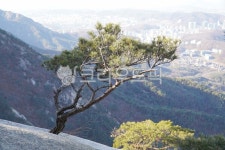 소나무, 새해아침, 의상능선, 바위위생존, 추위, 사진,이미지,일러스트,캘리그라피 - 웅장작가 크라우드픽 - 저작권 걱정 없는 상업용 이미지