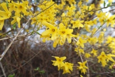 개나리, 봄, 꽃, 봄꽃, 노란색, 사진,이미지,일러스트,캘리그라피 - inurarea작가 크라우드픽 - 저작권 걱정 없는 상업용 이미지