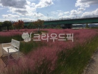 핑크뮬리, 안동강변, 벤치, bench, 풍경, 사진,이미지,일러스트,캘리그라피 - yonggi작가 크라우드픽 - 저작권 걱정 없는 상업용 이미지