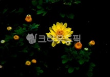 국화, 야생국화, 야샐화, 식물, 자연, 사진,이미지,일러스트,캘리그라피 - 용두산작가 크라우드픽 - 저작권 걱정 없는 상업용 이미지