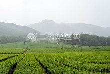 녹차밭, 차밭, 차, 농업, 산업, 사진,이미지,일러스트,캘리그라피 - 서은작가 크라우드픽 - 저작권 걱정 없는 상업용 이미지