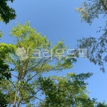 tree, 나무, 작은숲, 자연, outdoors, 사진,이미지,일러스트,캘리그라피 - reveshop_작가 크라우드픽 - 저작권 걱정 없는 상업용 이미지