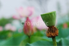 연자육, 연꽃씨, 연자, 연육, 약용식물, 사진,이미지,일러스트,캘리그라피 - space작가 크라우드픽 - 저작권 걱정 없는 상업용 이미지