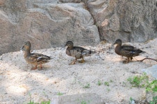 흰뺨검둥오리, 오리, 오리가족, 오리형제, 조류, 사진,이미지,일러스트,캘리그라피 - Nbatman424작가 크라우드픽 - 저작권 걱정 없는 상업용... 