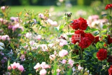 순천만국가정원1호, 테마공원, 자연생태공원, 자연, 옥외, 사진,이미지,일러스트,캘리그라피 - pandora4077작가 크라우드픽 - 저작권 걱정... 