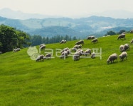 강원도, 대관령, 동물, 포유류, 양, 사진,이미지,일러스트,캘리그라피 - MCtheJo작가 크라우드픽 - 저작권 걱정 없는 상업용 이미지