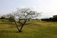 field, 들, nature, 자연, grassland, 사진,이미지,일러스트,캘리그라피 - 영산공작가 크라우드픽 - 저작권 걱정 없는 상업용 이미지