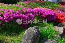 plant, 식물, flower, blossom, 꽃, 사진,이미지,일러스트,캘리그라피 - 영산공작가 크라우드픽 - 저작권 걱정 없는 상업용 이미지