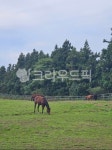 제주도, 목장, 말, 배경화면, 초록, 사진,이미지,일러스트,캘리그라피 - Njihyun102작가 크라우드픽 - 저작권 걱정 없는 상업용 이미지