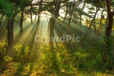 빛내림, 송림, 자연, 아침햇살, 빛, 사진,이미지,일러스트,캘리그라피 - 한스57작가 크라우드픽 - 저작권 걱정 없는 상업용 이미지