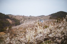 봄, 매화, 꽃, 농장, 자연, 사진,이미지,일러스트,캘리그라피 - sangminisnap작가 크라우드픽 - 저작권 걱정 없는 상업용 이미지