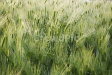 보리, 청보리, 청보리밭, 초록작물, 작물, 사진,이미지,일러스트,캘리그라피 - 지타작가 크라우드픽 - 저작권 걱정 없는 상업용 이미지