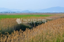 순천만, 자연생태공원, 공원, 습지, 갈대, 사진,이미지,일러스트,캘리그라피 - fm규니작가 크라우드픽 - 저작권 걱정 없는 상업용 이미지