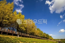 가을, 은행나무, 산책로, 나무, 길, 사진,이미지,일러스트,캘리그라피 - bellky작가 크라우드픽 - 저작권 걱정 없는 상업용 이미지