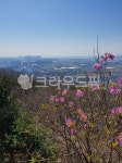 꽃, flower, nature, 자연, outdoors, 사진,이미지,일러스트,캘리그라피 - Eunsu155작가 크라우드픽 - 저작권 걱정 없는 상업용 이미지