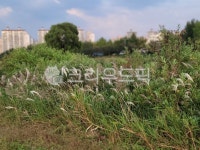 억새, 갈대, 천변, 천변도로, 아파트, 사진,이미지,일러스트,캘리그라피 - 무던작가 크라우드픽 - 저작권 걱정 없는 상업용 이미지