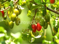 열매, 식물, plant, 자연, 과일, 사진,이미지,일러스트,캘리그라피 - 신도봉산작가 크라우드픽 - 저작권 걱정 없는 상업용 이미지