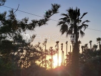 nature, sunset, 자연, 일몰, 야자수, 사진,이미지,일러스트,캘리그라피 - 영수길작가 크라우드픽 - 저작권 걱정 없는 상업용 이미지