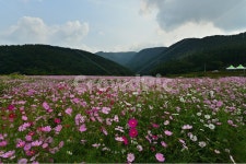 nature, 자연, outdoors, 옥외, plant, 사진,이미지,일러스트,캘리그라피 - 영산공작가 크라우드픽 - 저작권 걱정 없는 상업용 이미지