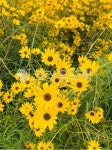 flower, 꽃, yellow, 노랑, 자연, 사진,이미지,일러스트,캘리그라피 - yy_99작가 크라우드픽 - 저작권 걱정 없는 상업용 이미지