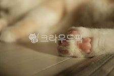 animal, 동물, cat, 고양이, 고양이발, 사진,이미지,일러스트,캘리그라피 - loveis925작가 크라우드픽 - 저작권 걱정 없는 상업용 이미지