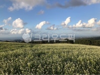 제주, 메밀꽃밭, 봄가을개화, outdoors, 메밀밭, 사진,이미지,일러스트,캘리그라피 - 보롬이작가 크라우드픽 - 저작권 걱정 없는 상업용 이미지
