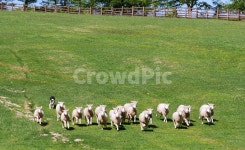 강원도, 평창, 대관령삼양목장, 삼양목장, 양, 사진,이미지,일러스트,캘리그라피 - sigisiging작가 크라우드픽 - 저작권 걱정 없는 상업용 이미지