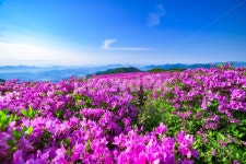 황매산, 경남관광, 합천군, 산청군, 능선, 사진,이미지,일러스트,캘리그라피 - 운강작가 크라우드픽 - 저작권 걱정 없는 상업용 이미지