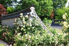 수목원, 정원, 공원, 장미공원, 자연, 사진,이미지,일러스트,캘리그라피 - pandora4077작가 크라우드픽 - 저작권 걱정 없는 상업용 이미지