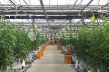 토마토, 찰토마토, 완숙토마토, 토마토농장, 채소, 사진,이미지,일러스트,캘리그라피 - 푸드스트작가 크라우드픽 - 저작권 걱정 없는 상업용 이미지