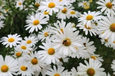 구절초, 꽃, 들국화, 국화, 식물, 사진,이미지,일러스트,캘리그라피 - 청랑작가 크라우드픽 - 저작권 걱정 없는 상업용 이미지