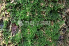 자연, nature, 옥외, outdoors, 이끼, 사진,이미지,일러스트,캘리그라피 - studio H작가 크라우드픽 - 저작권 걱정 없는 상업용 이미지