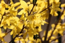 개나리, 봄꽃, 봄, 노란색, plant, 사진,이미지,일러스트,캘리그라피 - RuEssay작가 크라우드픽 - 저작권 걱정 없는 상업용 이미지