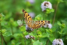 식물, plant, insect, 곤충, 동물, 사진,이미지,일러스트,캘리그라피 - benjamin작가 크라우드픽 - 저작권 걱정 없는 상업용 이미지