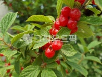 과일, 앵두, 보리앵두, 앵두나무, 가지, 사진,이미지,일러스트,캘리그라피 - 네모유작가 크라우드픽 - 저작권 걱정 없는 상업용 이미지