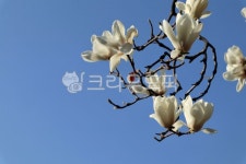 꽃, 목련, flower, magnolia, 식물, 사진,이미지,일러스트,캘리그라피 - 앞마당복실이작가 크라우드픽 - 저작권 걱정 없는 상업용 이미지