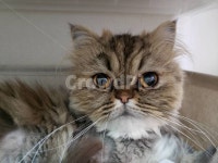 pet, 고양이미용홈케어, 고양이얼굴, 이그조틱고양이, 멍때리는고양이, 사진,이미지,일러스트,캘리그라피 - 2312312작가 크라우드픽 - 저작권... 