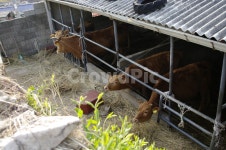 animal, 동물, 소, 한우, 우리, 사진,이미지,일러스트,캘리그라피 - 귀리작가 크라우드픽 - 저작권 걱정 없는 상업용 이미지