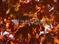공원, 원신근린공원, 나무, tree, 나무줄기, 사진,이미지,일러스트,캘리그라피 - 엔엔디작가 크라우드픽 - 저작권 걱정 없는 상업용 이미지