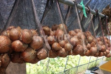 비닐하우스, 양파, 양파망, 망태기, 야채, 사진,이미지,일러스트,캘리그라피 - 희주딴작가 크라우드픽 - 저작권 걱정 없는 상업용 이미지