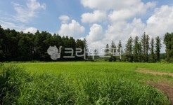 숲, 제주도, 맑은, 푸른, 나무, 사진,이미지,일러스트,캘리그라피 - 치킨벨트작가 크라우드픽 - 저작권 걱정 없는 상업용 이미지