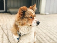 강아지, 개, 갈색개, dog, 잡종견, 사진,이미지,일러스트,캘리그라피 - merci작가 크라우드픽 - 저작권 걱정 없는 상업용 이미지