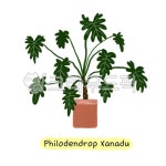 식물, 반려식물, 관엽식물, 일러스트, 제나두셀렘, 사진,이미지,일러스트,캘리그라피 - 페페킴작가 크라우드픽 - 저작권 걱정 없는 상업용 이미지