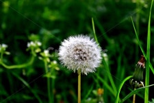 들꽃, 꽃, 민들레, 풍경, 플라워, 사진,이미지,일러스트,캘리그라피 - Heimish작가 크라우드픽 - 저작권 걱정 없는 상업용 이미지