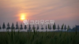일몰, 해넘이, 메타세콰이아, 농장, 작물, 사진,이미지,일러스트,캘리그라피 - 써니포토작가 크라우드픽 - 저작권 걱정 없는 상업용 이미지