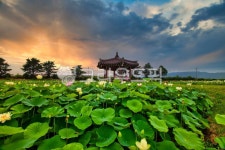 연, 연곷, 경주, 월궁, 안압지, 사진,이미지,일러스트,캘리그라피 - 고도리작가 크라우드픽 - 저작권 걱정 없는 상업용 이미지