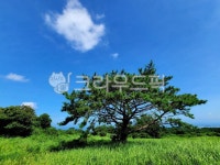 나무, 구름, tree, 하늘, 파란하늘, 사진,이미지,일러스트,캘리그라피 - phototo73작가 크라우드픽 - 저작권 걱정 없는 상업용 이미지